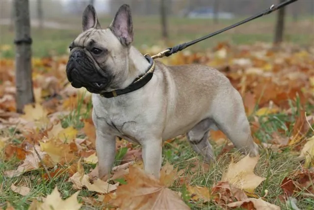The same fawn French Bulldog standing in profile among autumn leaves.