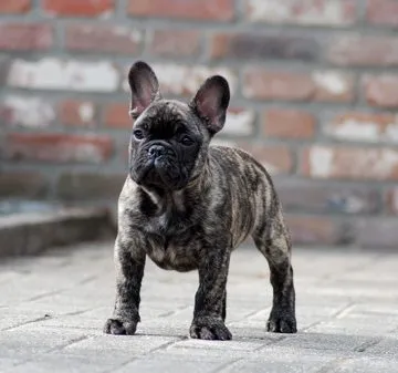 A brindle French Bulldog puppy standing in front of a brick wall.