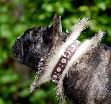Close-up of a brindle French Bulldog wearing a studded collar trimmed with fur.