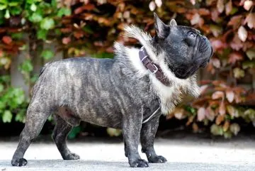 A brindle French Bulldog with a fur collar standing in profile.