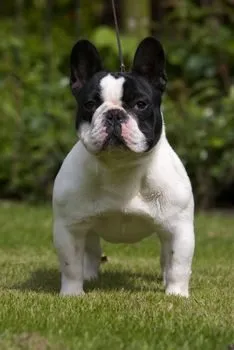 A pied French Bulldog standing on grass, facing the camera.