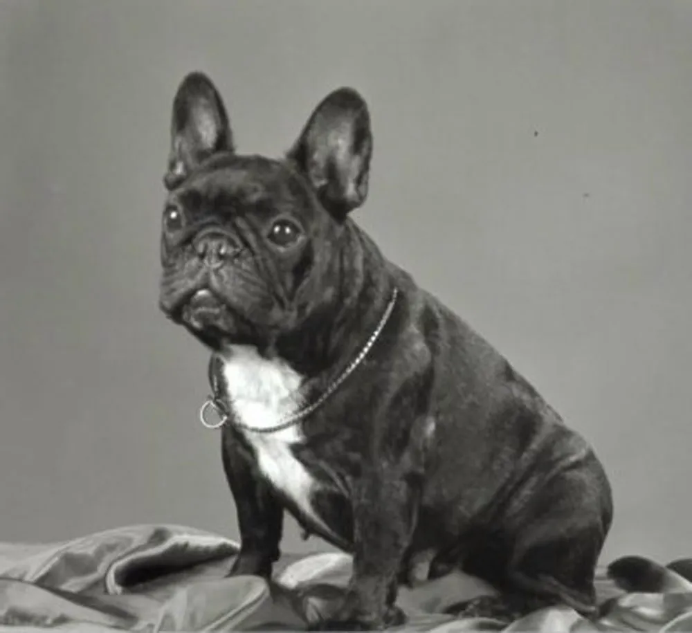 Black and white studio photo of a brindle French Bulldog sitting on draped fabric.