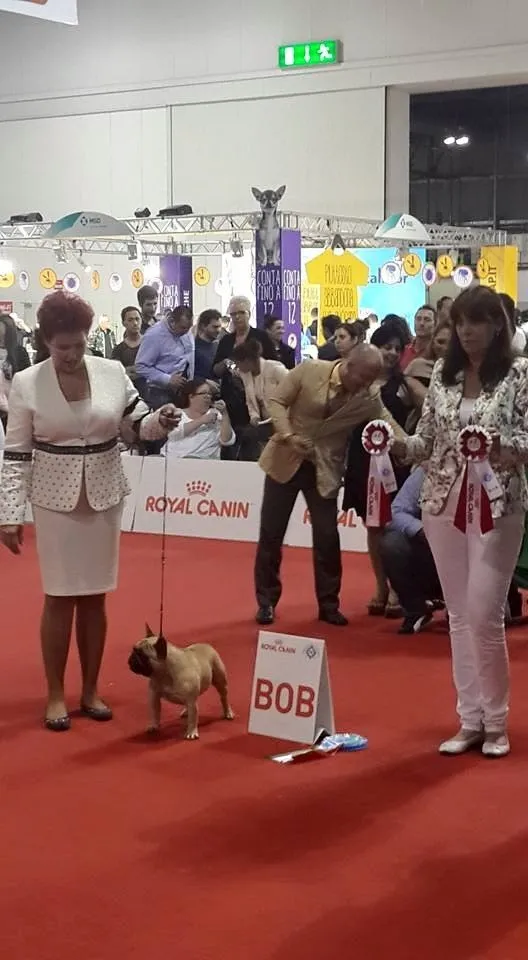 A handler stands a fawn French Bulldog by the “BOB” sign on red carpet, with people and rosettes behind.