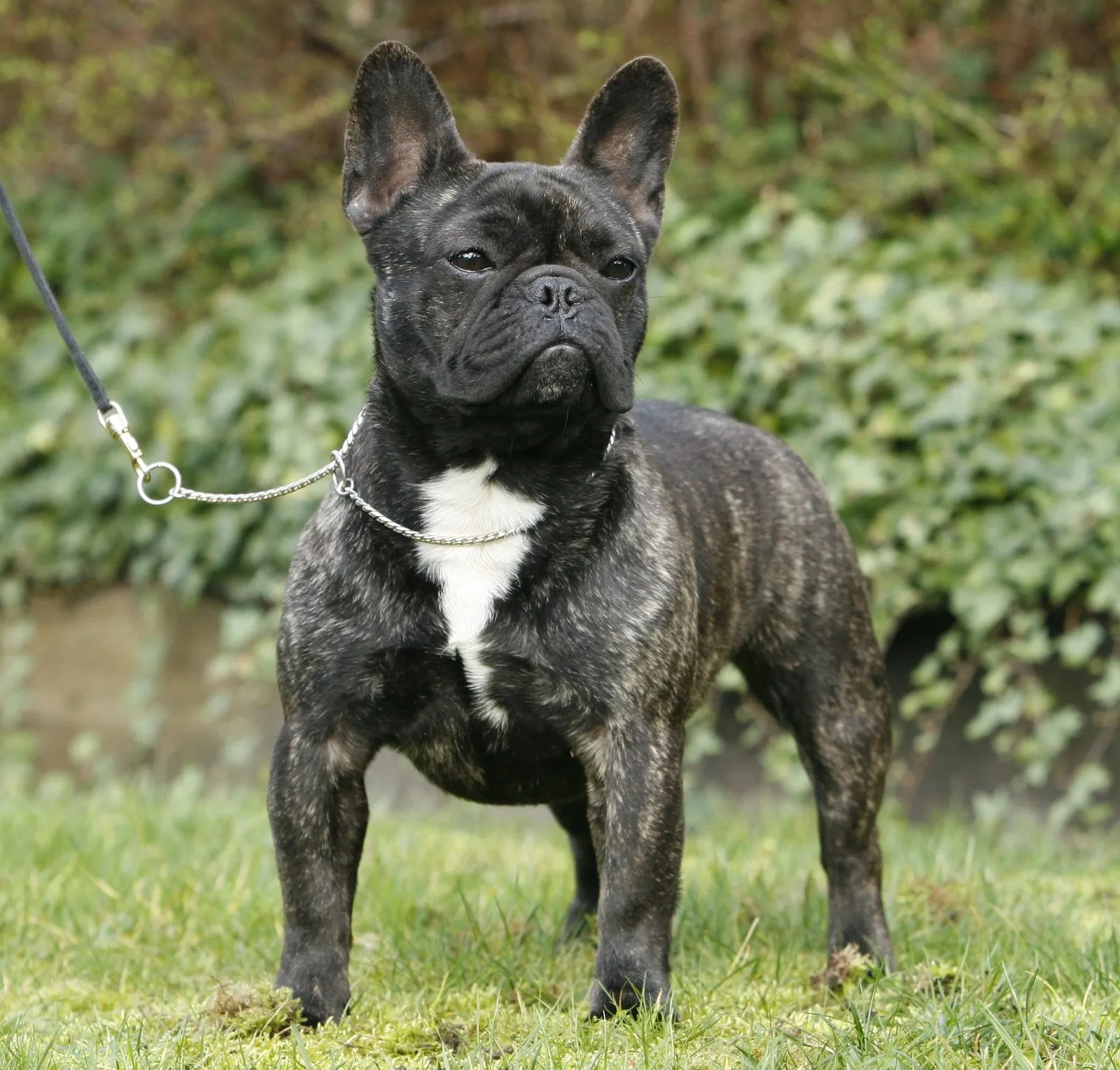 A brindle French Bulldog with a white chest standing on grass on a lead.