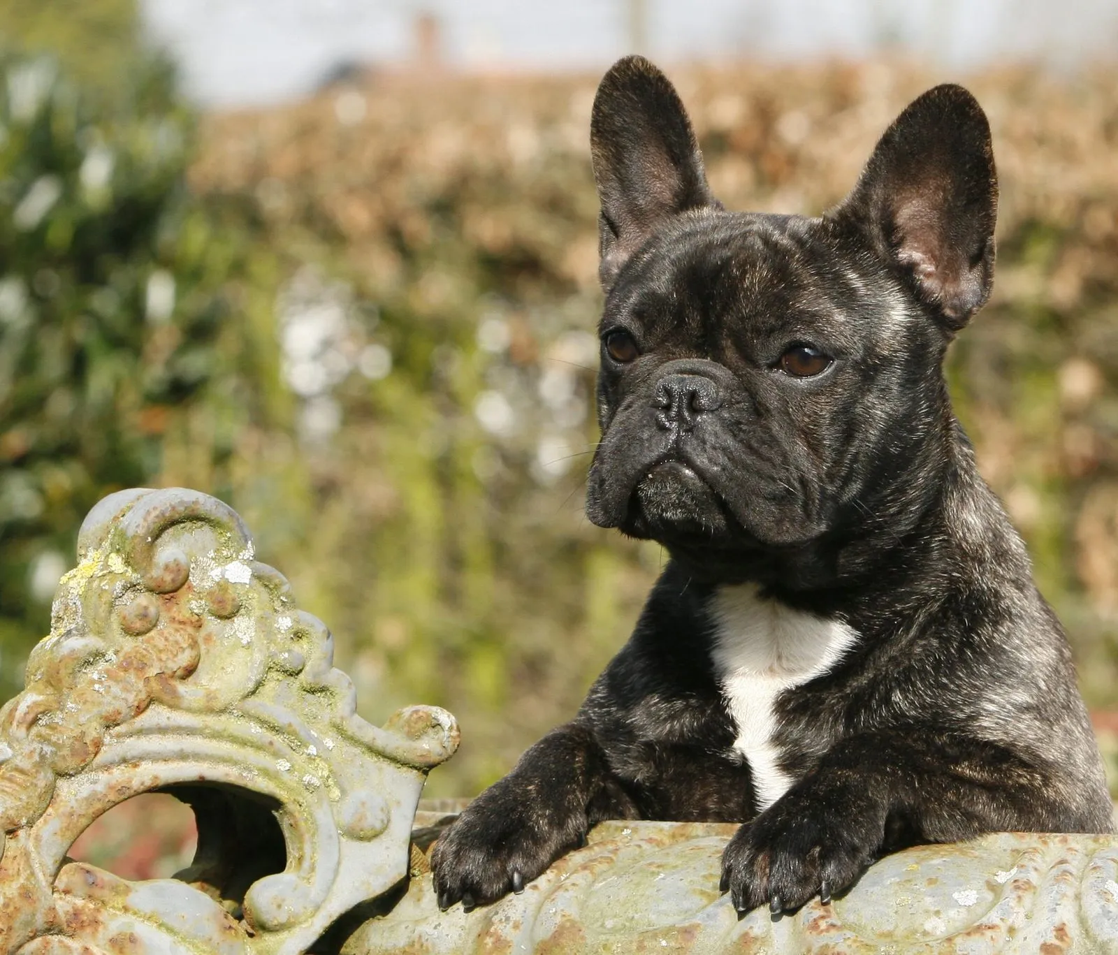 A brindle French Bulldog with a white chest resting its front paws on an ornate stone ledge.