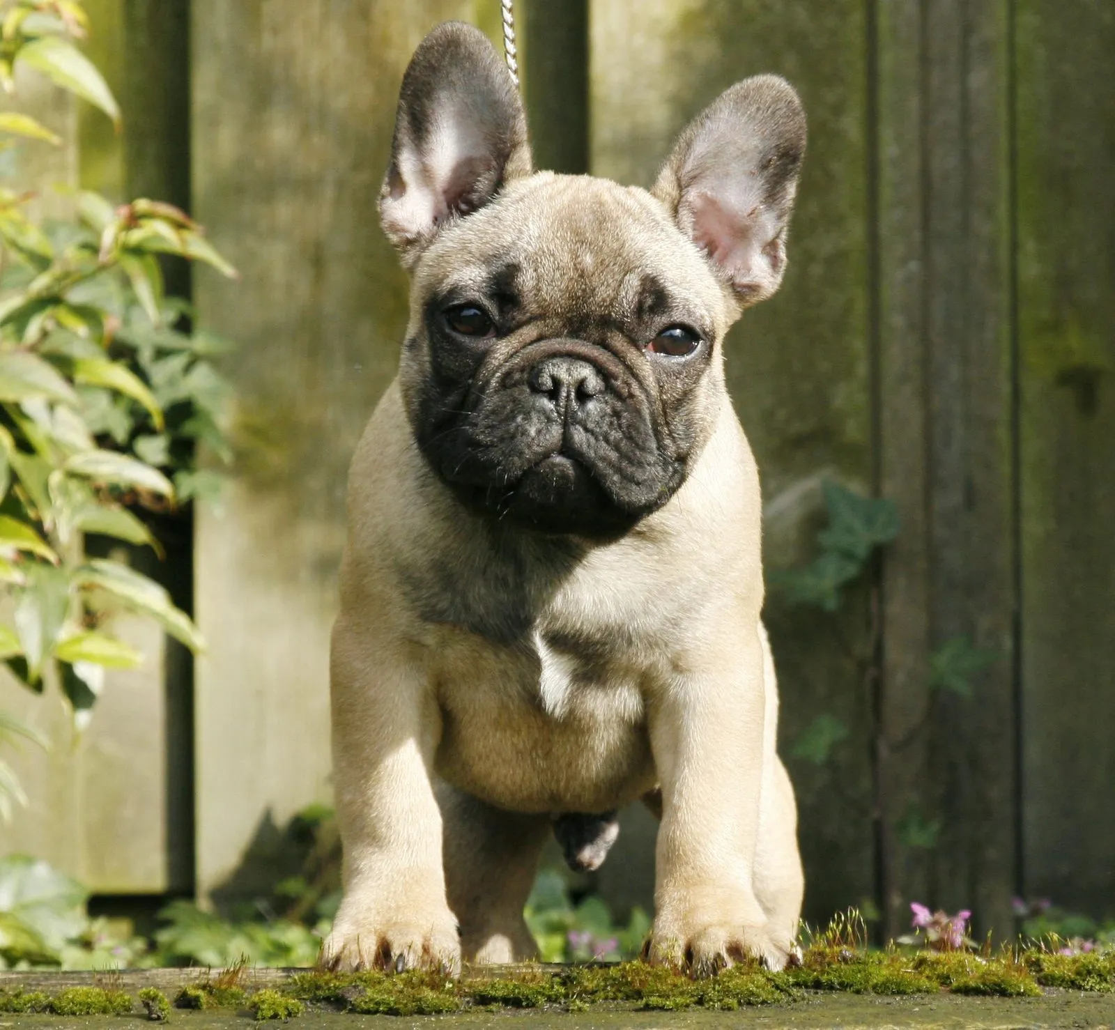 A fawn French Bulldog puppy standing by a wooden fence.