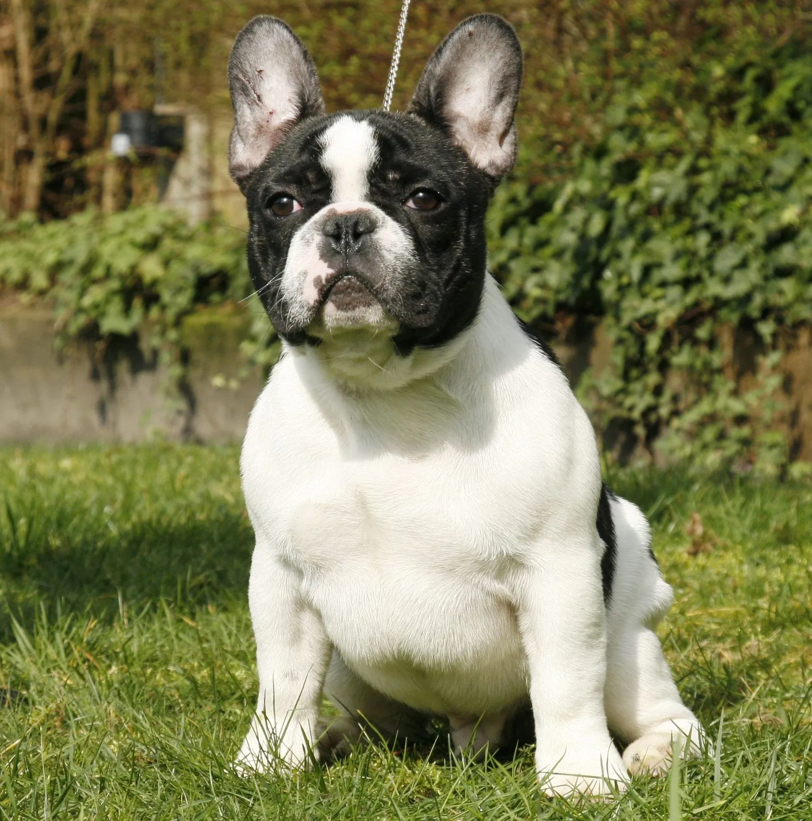 A pied French Bulldog sitting on grass.