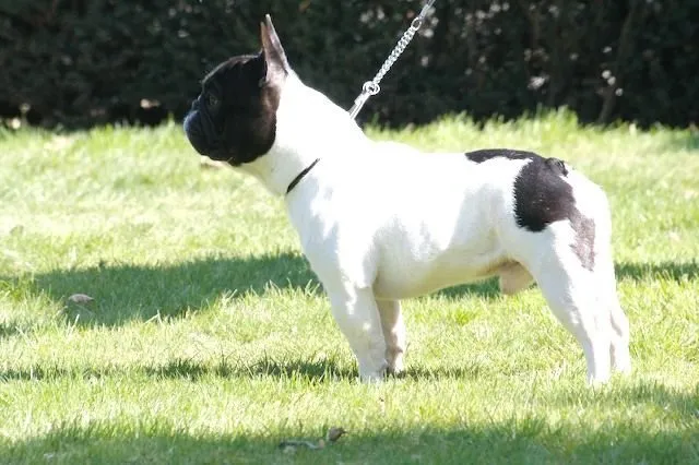 A pied French Bulldog standing in profile on a lawn.
