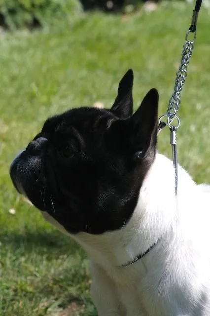 Head of a pied French Bulldog in profile, on a chain lead.
