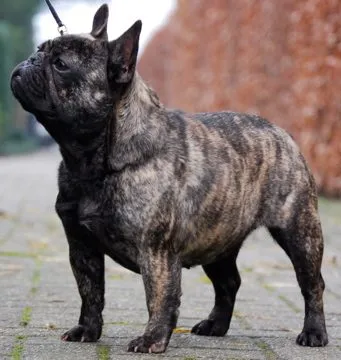 A brindle French Bulldog standing on paving, looking up.