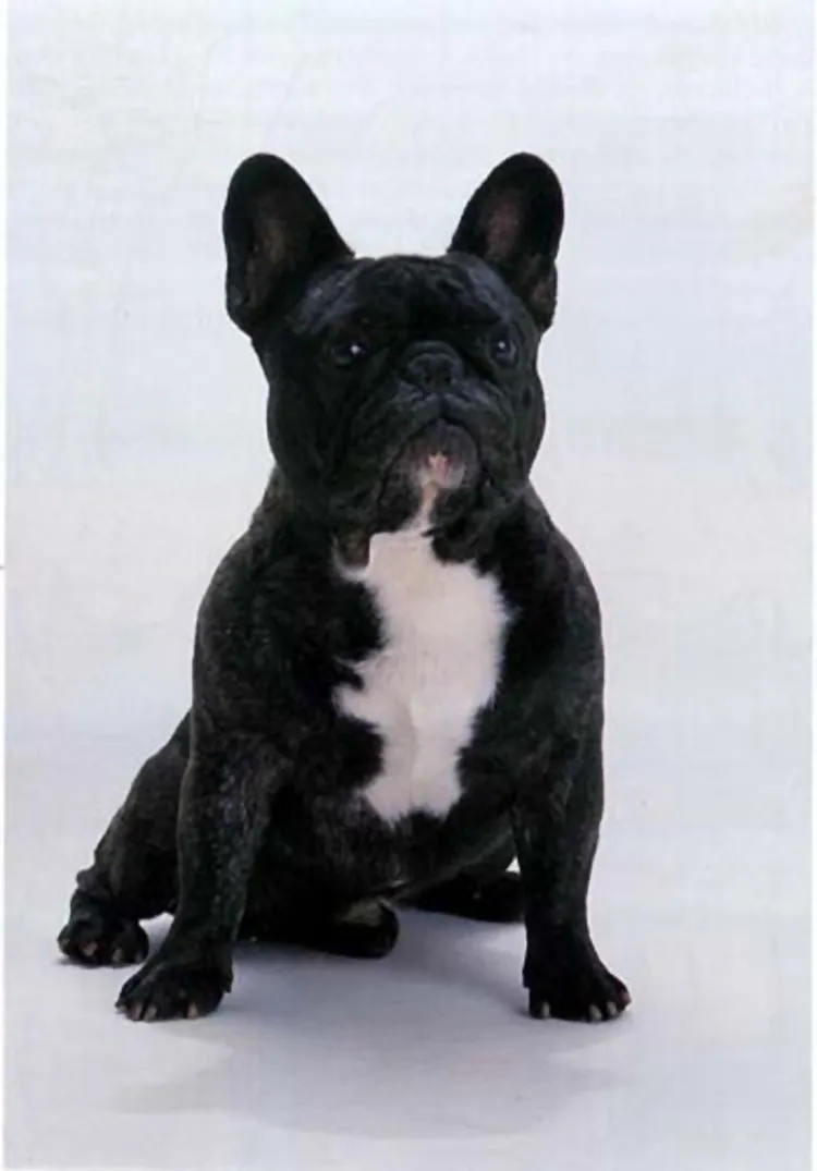 A black French Bulldog with a white chest sitting against a white studio background.