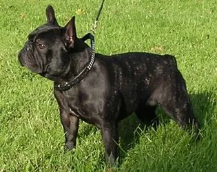 A brindle French Bulldog on a show lead, standing on grass, seen from the side.