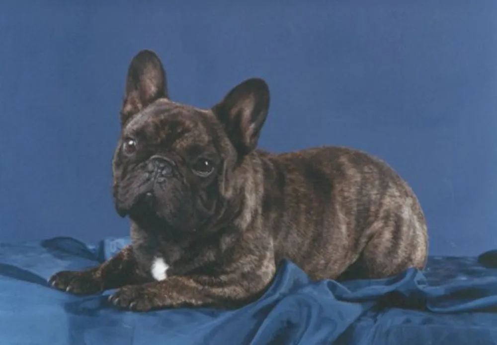 A brindle French Bulldog lying on blue fabric in a studio.