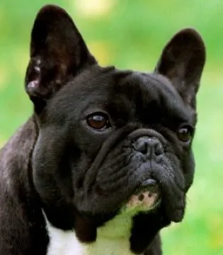 Close-up of a black French Bulldog with a white chest against a green background.