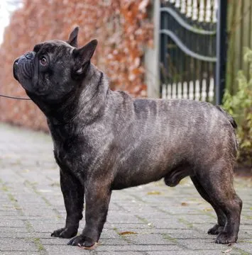 A brindle French Bulldog standing in profile on paving by a gate, looking up.